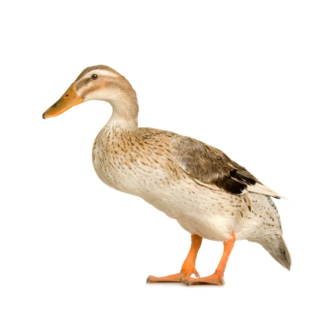 Duck In front of a white background