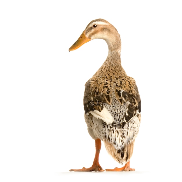 Photo duck in front of a white background