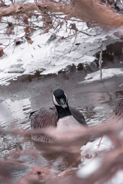 Foto anatra in un lago ghiacciato