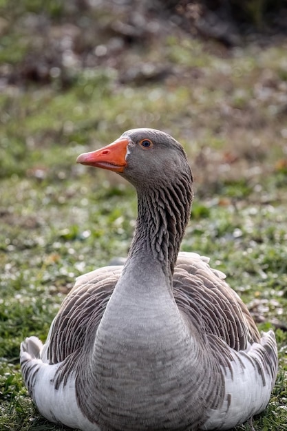 Duck or goose grey color closeup portrait green grass background