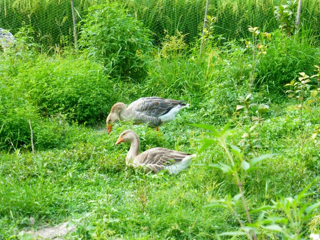 Duck in a grass