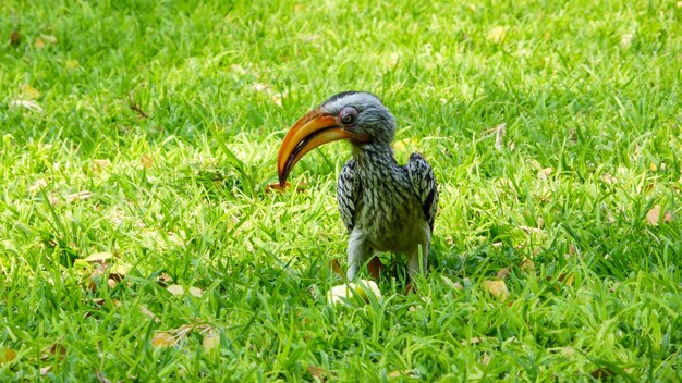 Photo duck on grass