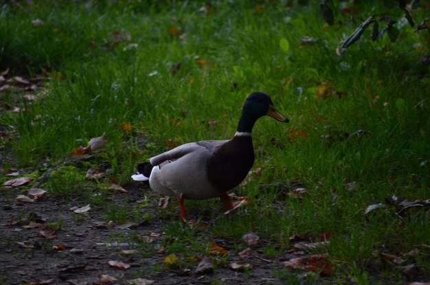 Duck on grass