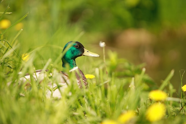 Duck on green grass