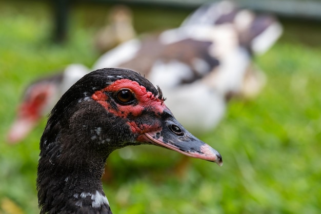 Duck head detail in lawn