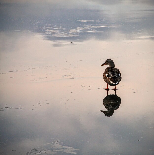 Photo duck on ice