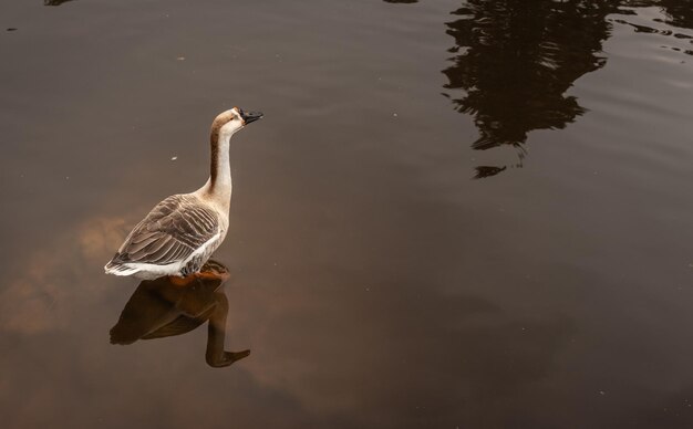 Photo duck image is details with isolation