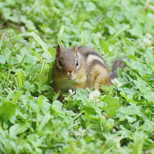 写真 畑のアヒル