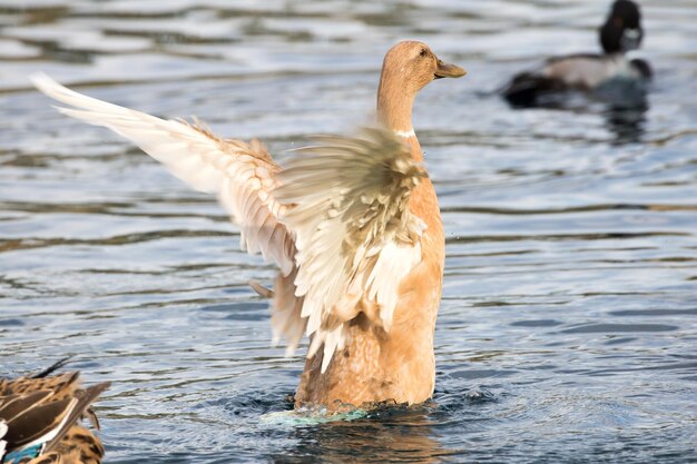 写真 水中のアヒル