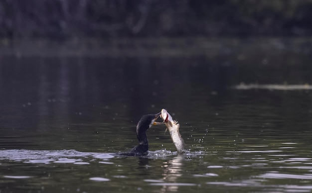 Photo a duck is eating a fish with the beak open and the water is calm.