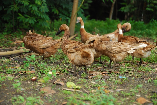 Duck is op zoek naar voedsel in de tuin