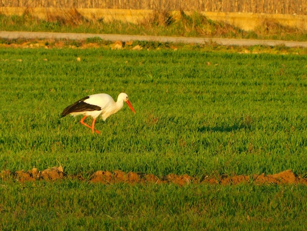 a duck is running in a field with a bird in the foreground