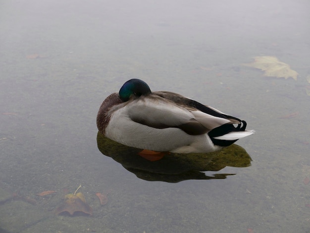 a duck is sleeping in the pond on a gray autumn day