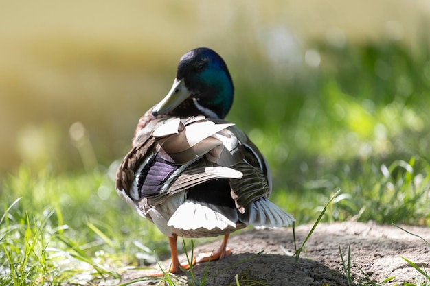 A duck is standing on a rock in the grass.