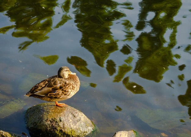 The duck is standing on a rock in the water of the lake.