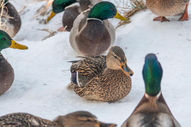 A duck is standing in the snow next to another duck.