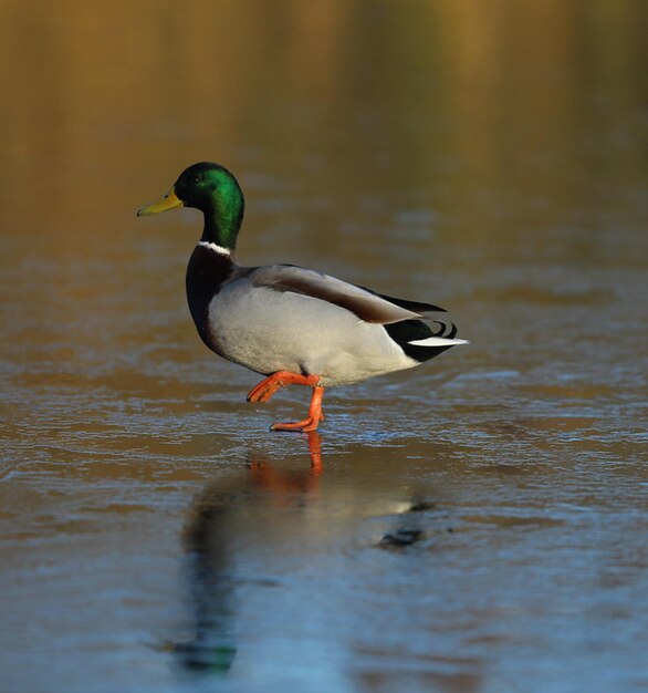 a duck is standing in the water with a green beak