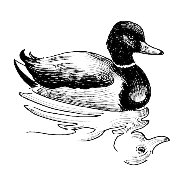 A duck is swimming in a pond with the word duck on it.