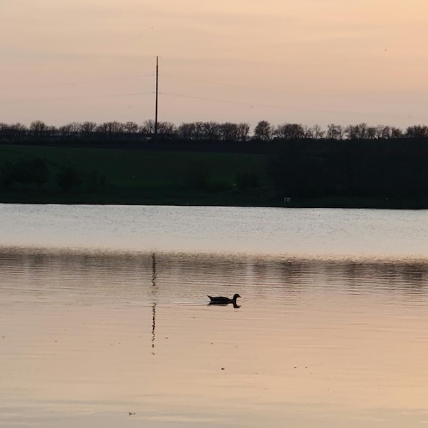 A duck is swimming in the water with a field in the background.