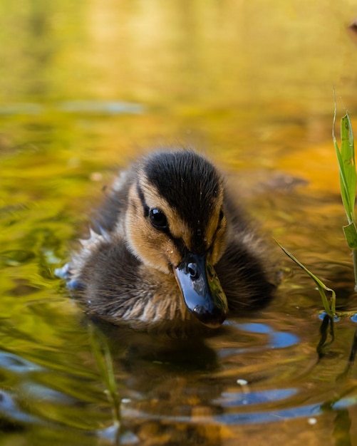 A duck is swimming in the water with the grass in the background.