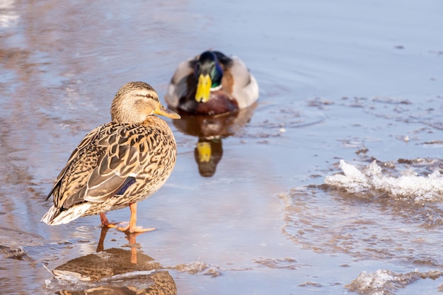 A duck is swimming in the water with its head in the water