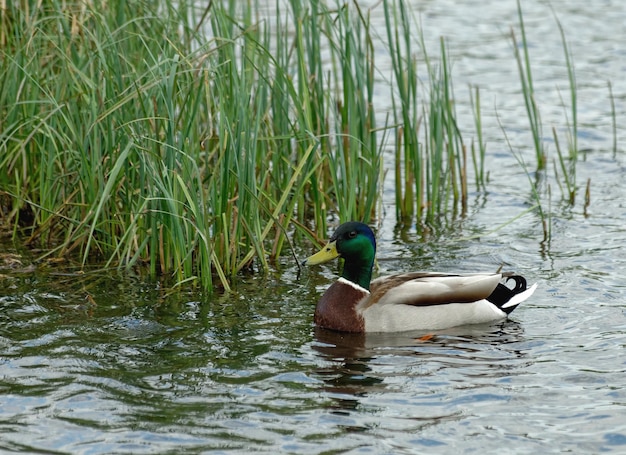 A duck is swimming in the water with some grass in the background.