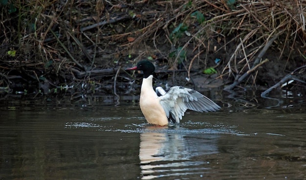 A duck is swimming in the water