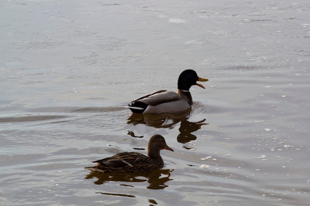 A duck is swimming in the water