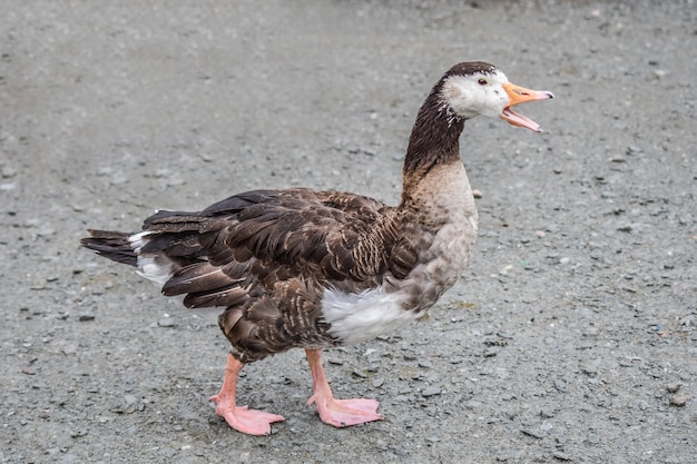 Photo a duck is walking and calling friend on the beach in windermere lake, windermere,