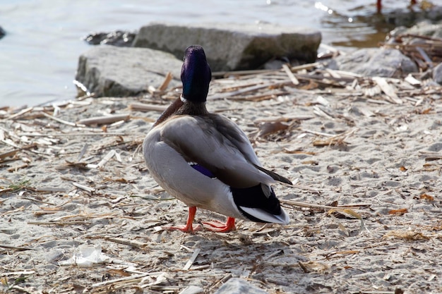 A duck is walking on the shore of a lake.