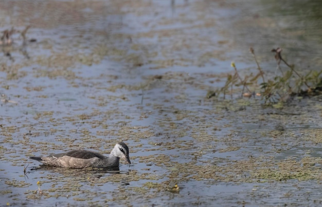 A duck is in the water