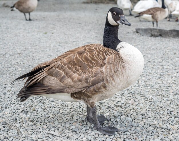 Duck at lake side