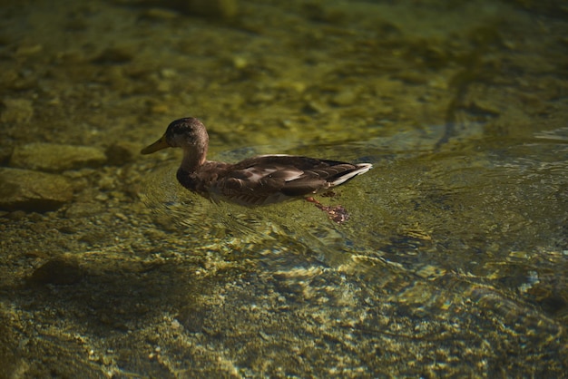 湖のアヒル 山の湖で泳いでいる野生のカモ ポーランド ヨーロッパの Morskie Oko 湖の動物