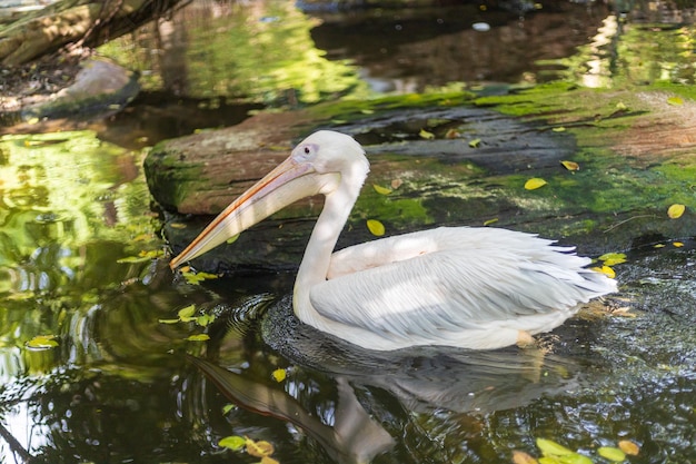 Photo duck in a lake