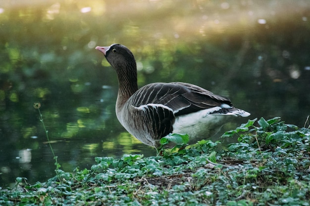 Photo duck in a lake