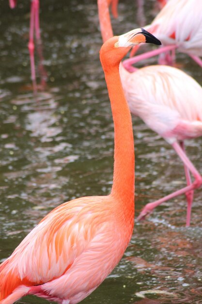 Foto anatra in un lago