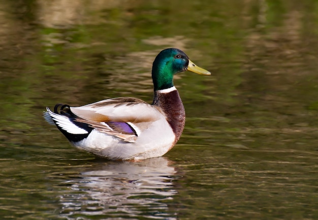 Duck in a lake