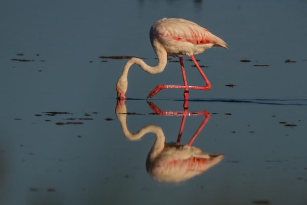 Photo duck in a lake