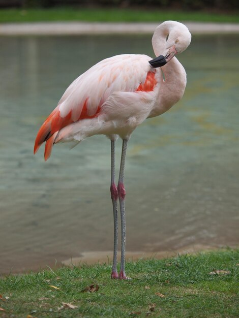 Foto anatra in un lago