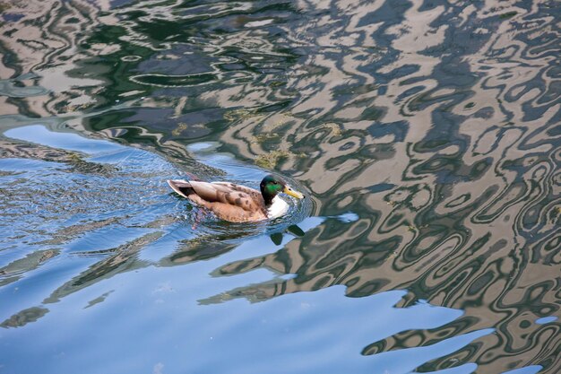 Foto anatra in un lago