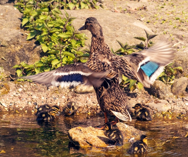 Foto anatra in un lago