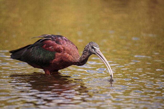 Duck in a lake