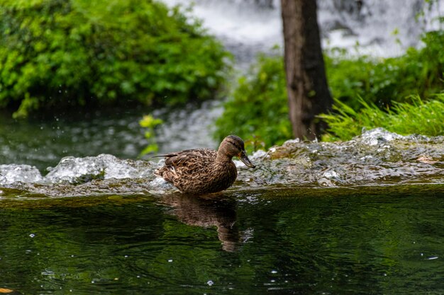 Duck in a lake