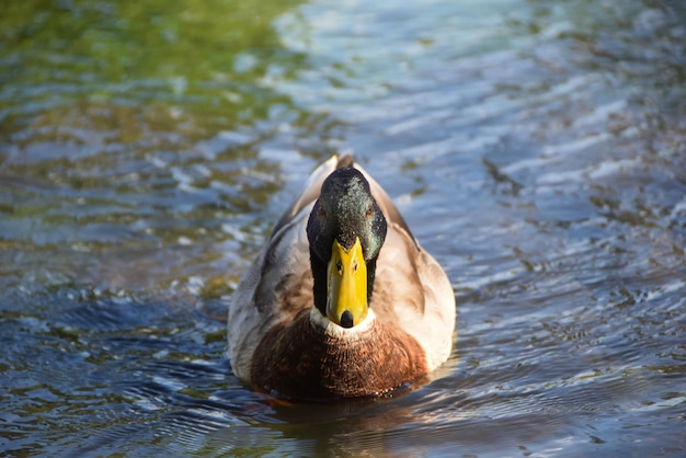 a duck in the lake