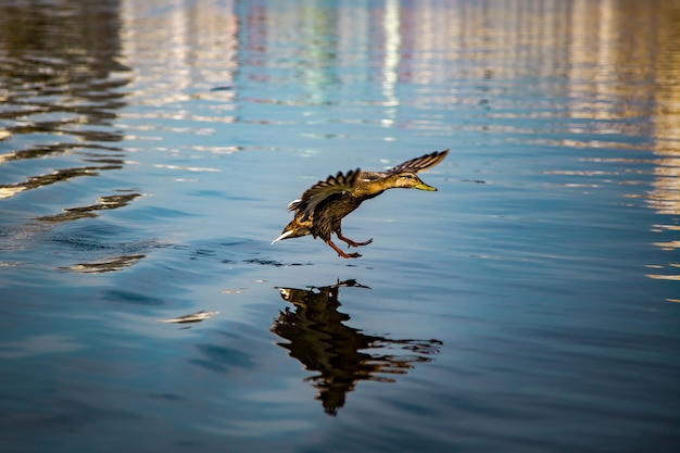 Утка приземляется на воду