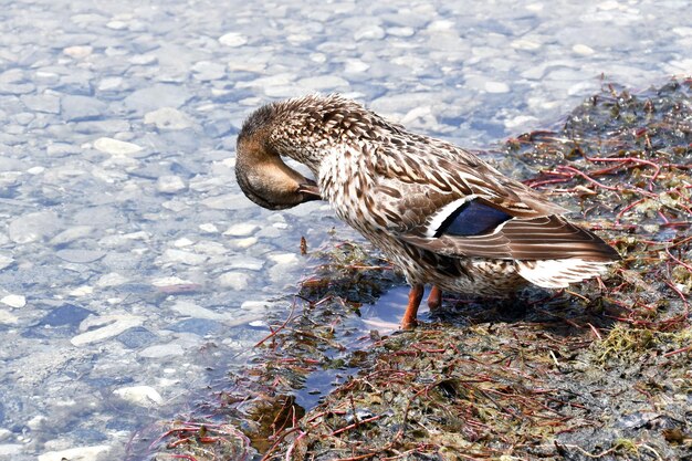 A duck looking at the water in a lake