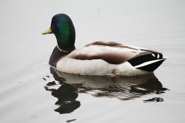 A duck male is reflected in the rays of the sun in the late evening