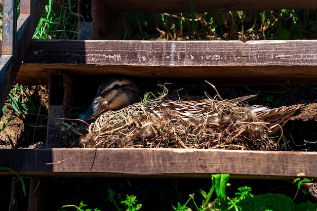 Duck mallard nest between the steps of the stairs