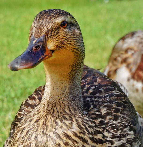 Photo duck model