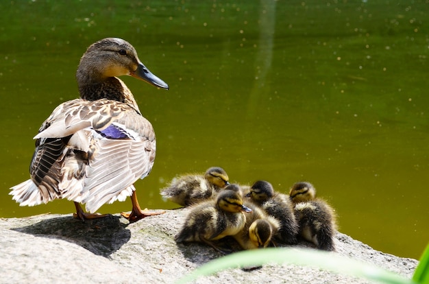 Photo duck mother with her little cubs ducklings in a lake